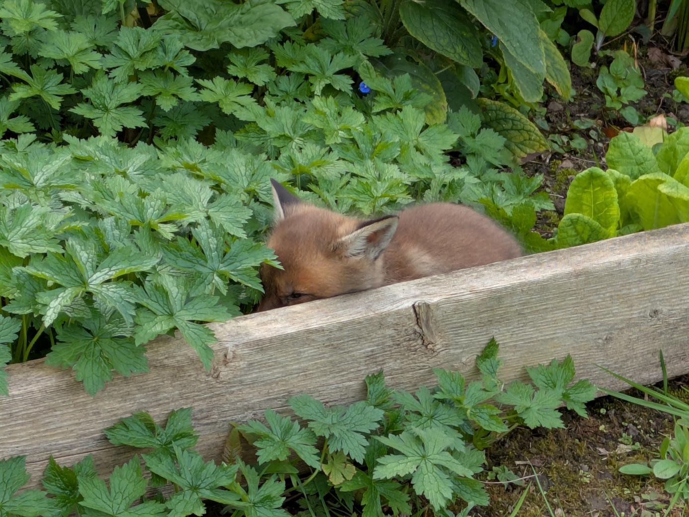 GC B&C Series Tournaments 26th April: orphaned cub